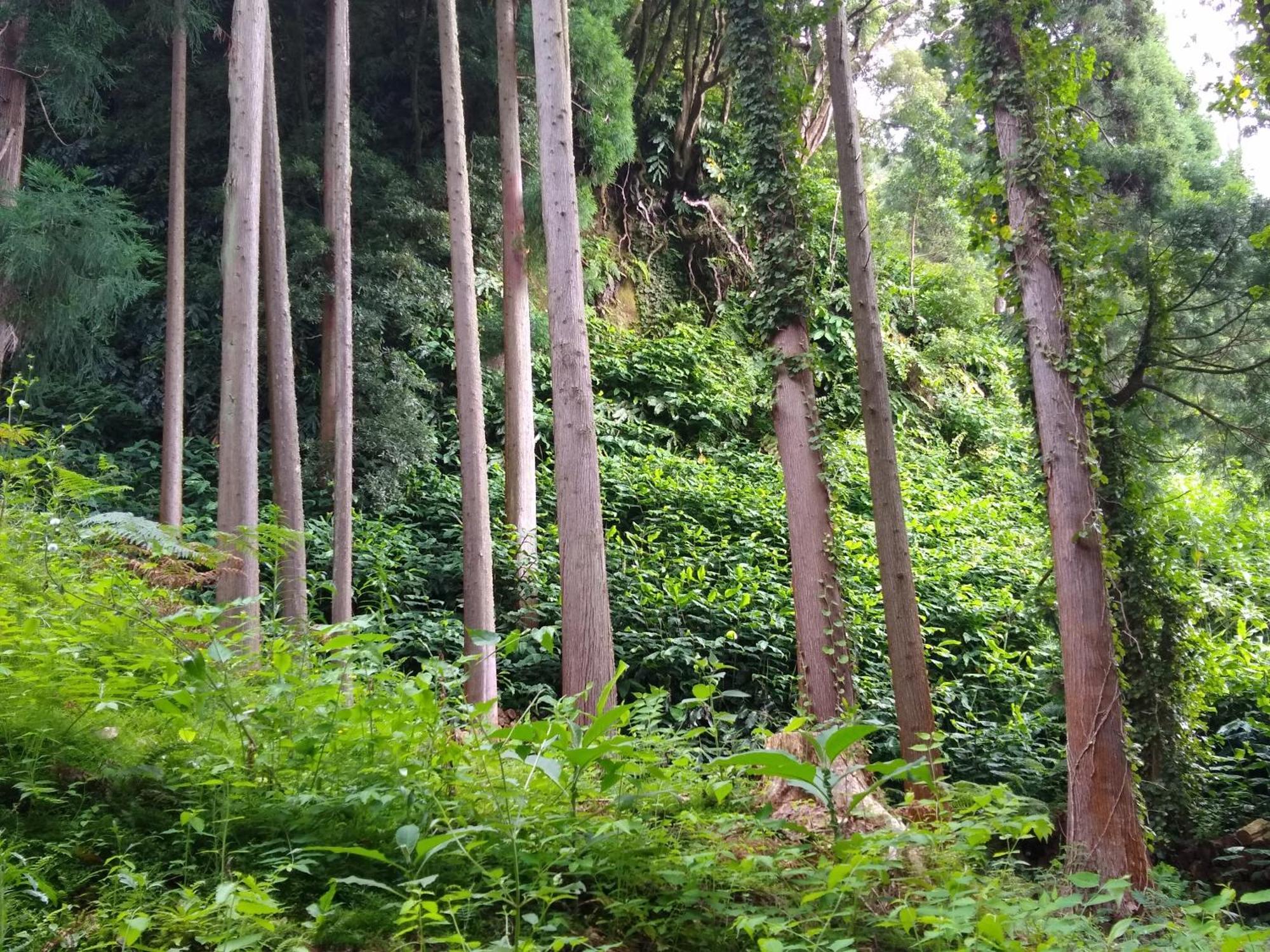 Pousada Da Vila วิลา เฟรนคา โด คัมโป ภายนอก รูปภาพ